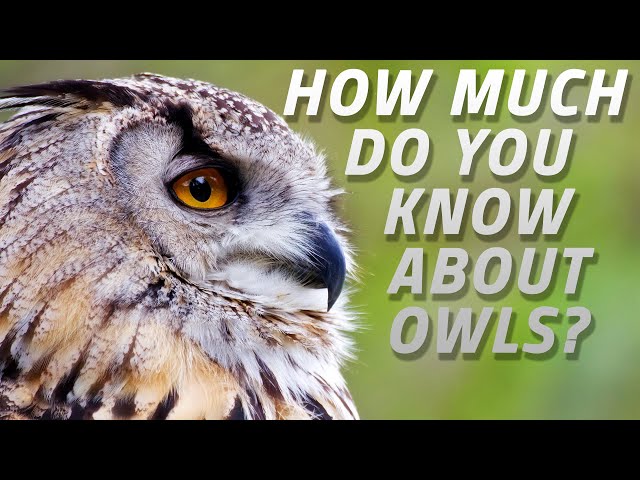 How Much Do You Know About Owls?